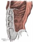 six lug abs diagram, rectus abdominis