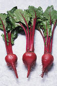 compounds supremacy beets beat blood pressure