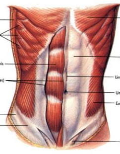 diagram of a torso
