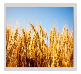 wheat growing - man and woman showing aging - worst food that causes aging
