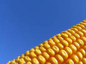 corn and our food supply
