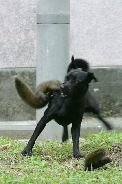 dog gets a good whippin from Momma squirrel