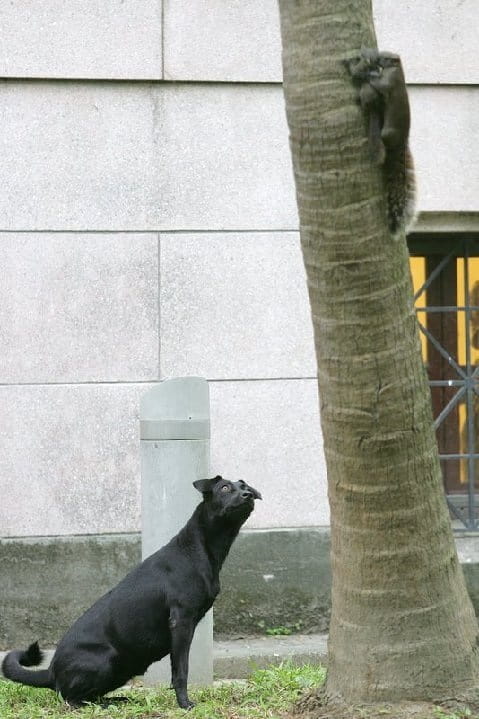 dog is stunned by ferocity of momma